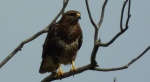 Myszołów zwyczajny, myszołów (Buteo buteo)