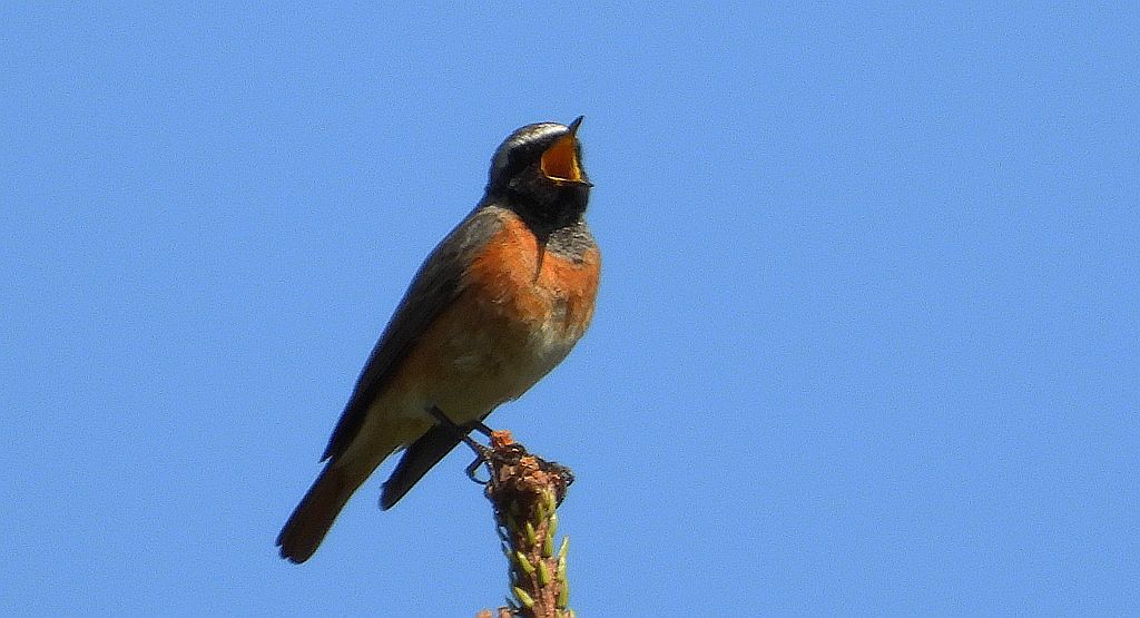 Pleszka, pleszka zwyczajna (Phoenicurus phoenicurus)