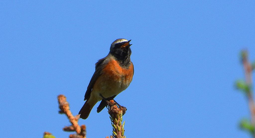 Pleszka, pleszka zwyczajna (Phoenicurus phoenicurus)