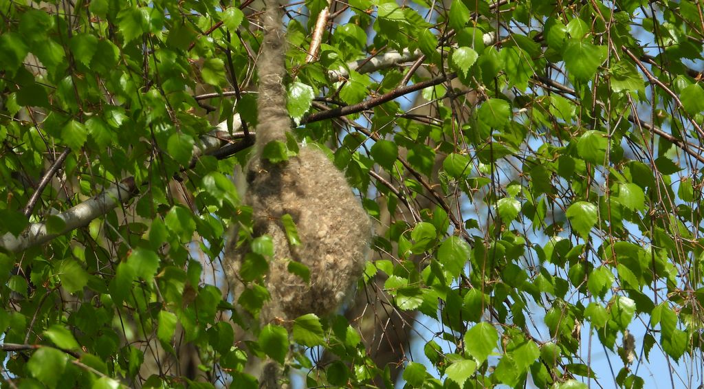 Remiz, remiz zwyczajny (Remiz pendulinus)