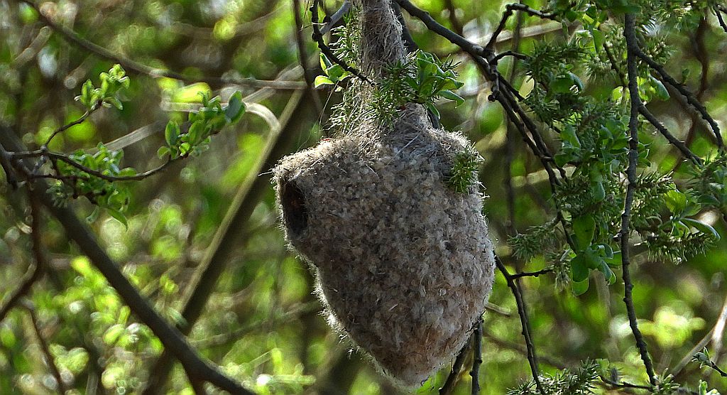 Remiz, remiz zwyczajny (Remiz pendulinus)