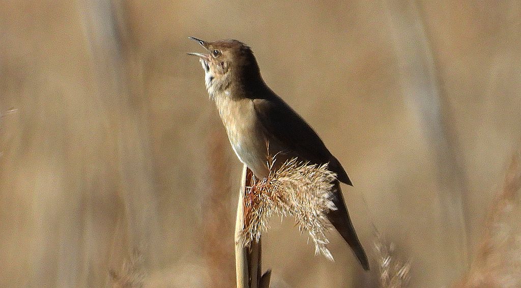 Brzęczka (Locustella luscinioides)