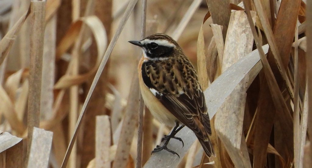 Pokląskwa (Saxicola rubetra)