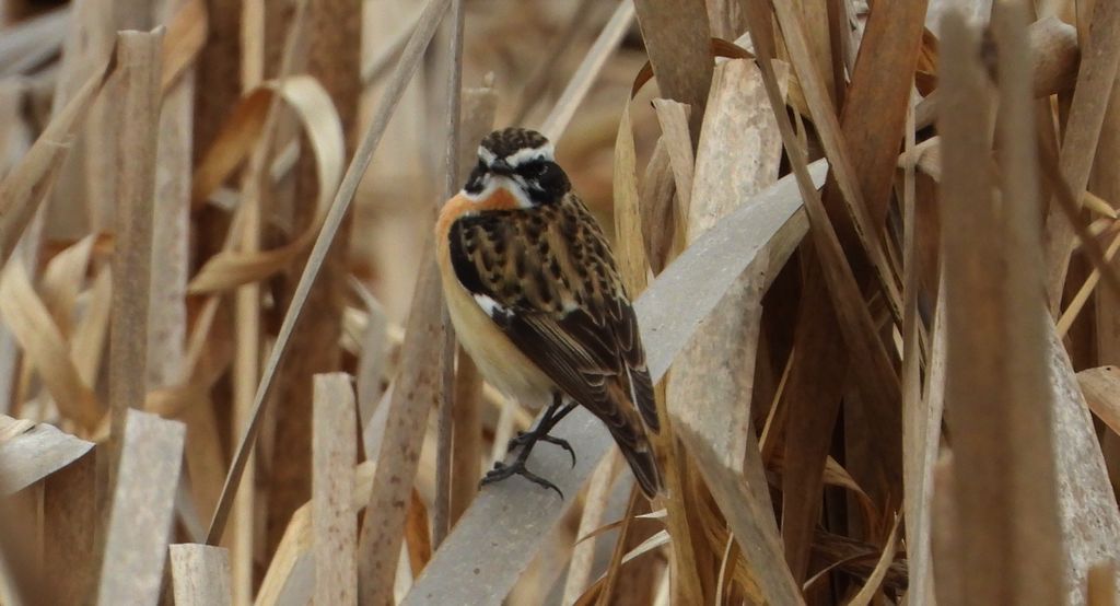 Pokląskwa (Saxicola rubetra)