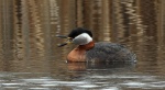 Perkoz rdzawoszyi (Podiceps grisegena)