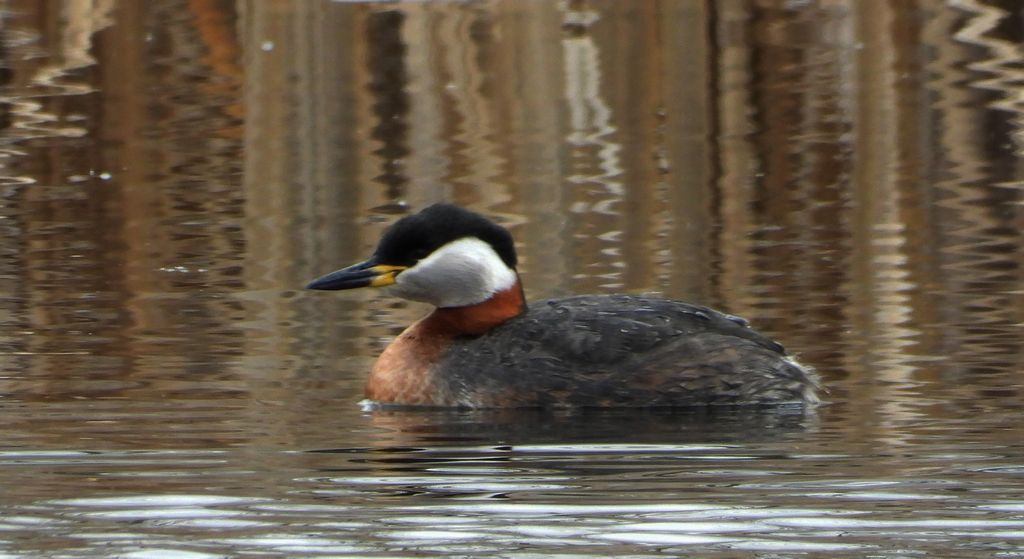 Perkoz rdzawoszyi (Podiceps grisegena)