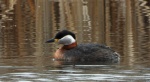 Perkoz rdzawoszyi (Podiceps grisegena)