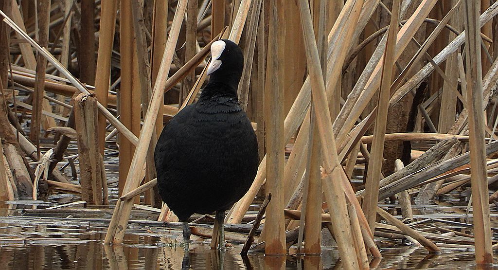 Łyska zwyczajna, łyska (Fulica atra)