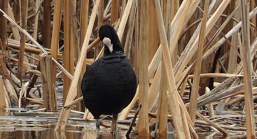 Łyska zwyczajna, łyska (Fulica atra)