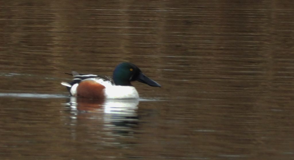 Płaskonos zwyczajny, płaskonos (Spatula clypeata)