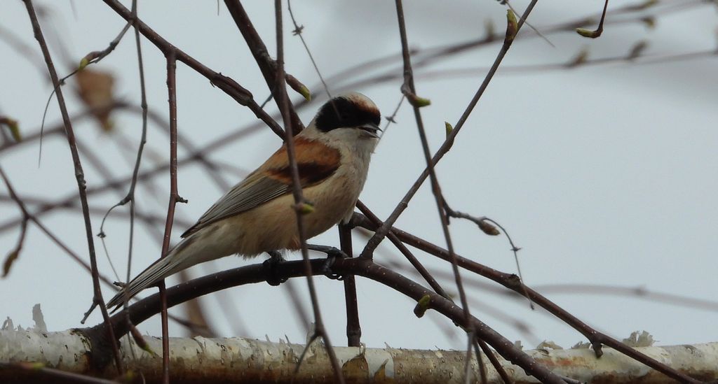 Remiz, remiz zwyczajny (Remiz pendulinus)