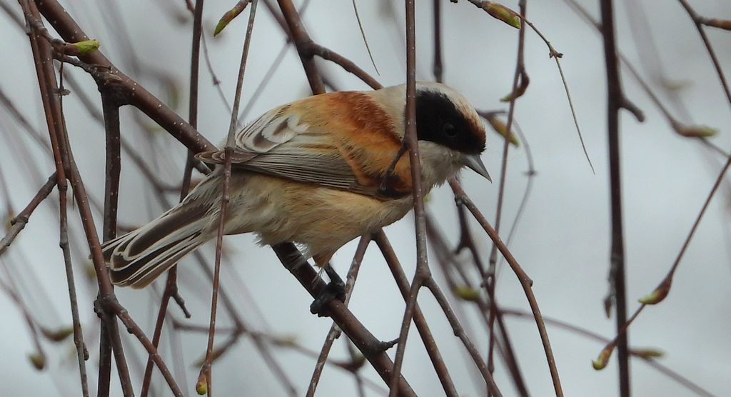 Remiz, remiz zwyczajny (Remiz pendulinus)