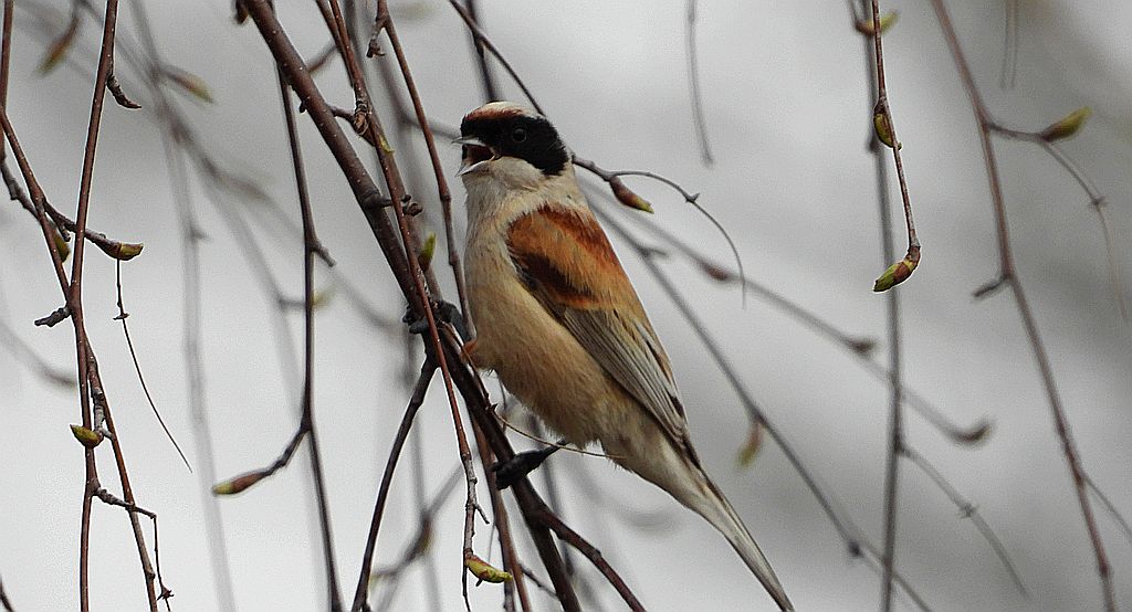 Remiz, remiz zwyczajny (Remiz pendulinus)