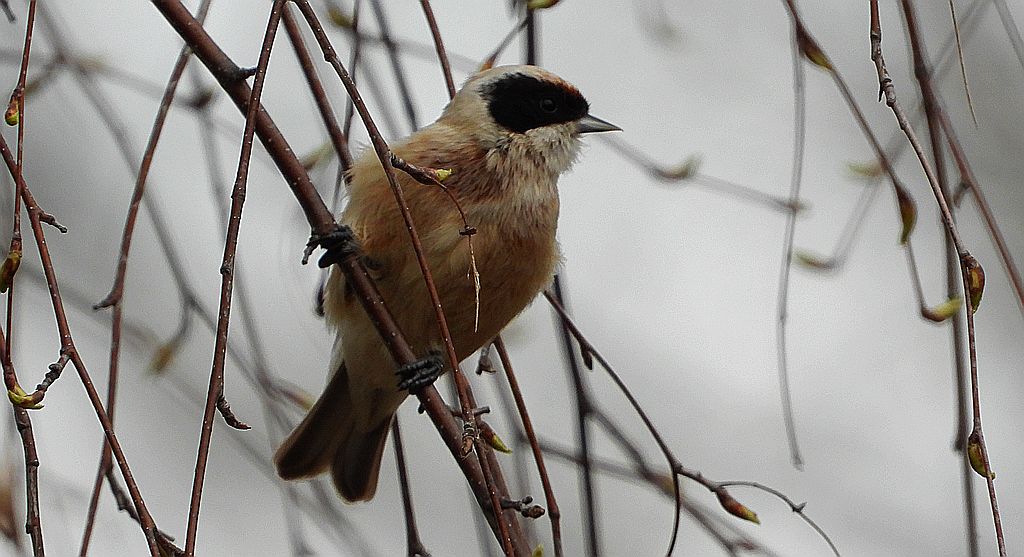 Remiz, remiz zwyczajny (Remiz pendulinus)