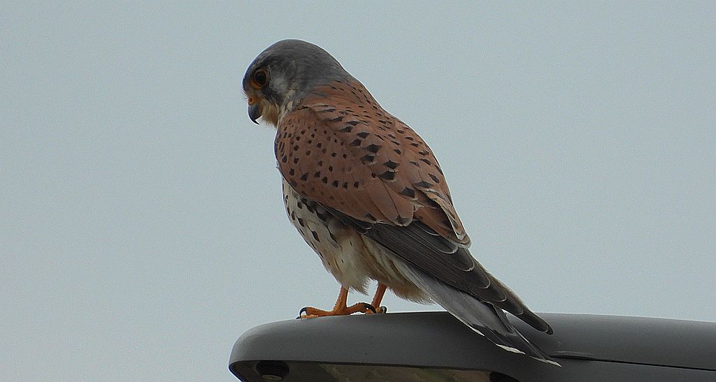 Pustułka zwyczajna, pustułka, sokół pustułka (Falco tinnunculus)