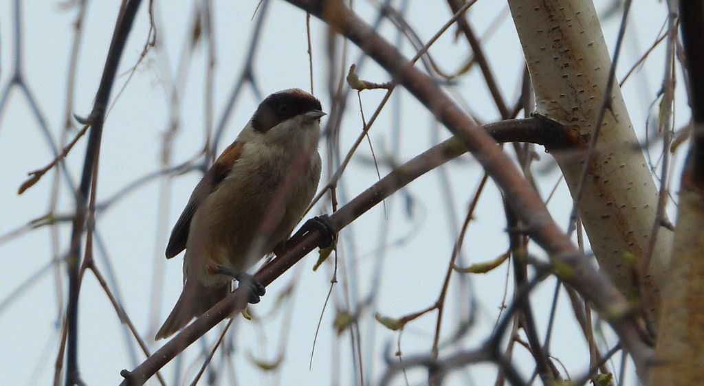 Remiz, remiz zwyczajny (Remiz pendulinus)