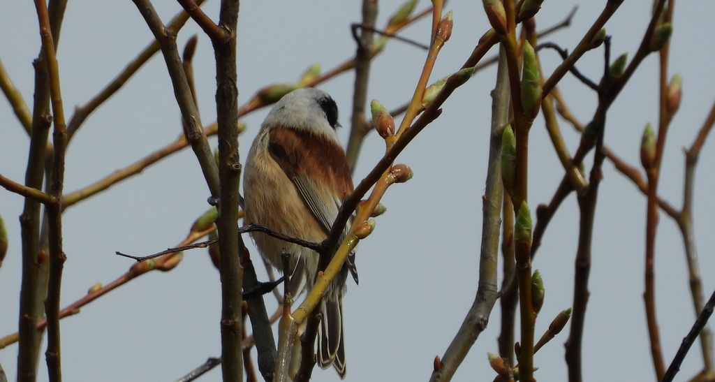 Remiz, remiz zwyczajny (Remiz pendulinus)