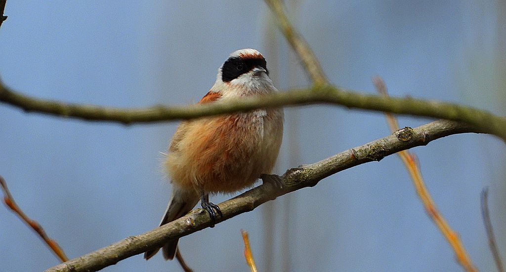 Remiz, remiz zwyczajny (Remiz pendulinus)