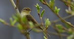 Piecuszek (Phylloscopus trochilus)