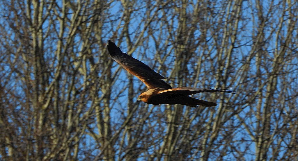 Błotniak stawowy (Circus aeruginosus)