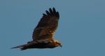 Błotniak stawowy (Circus aeruginosus)
