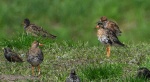 Batalion, bojownik batalion, bojownik zmienny, biegus bojownik, bojownik odmienny (Calidris pugnax)