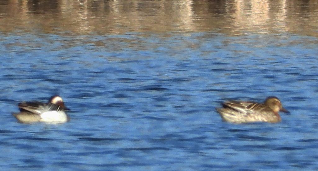 Cyranka zwyczajna, cyranka (Spatula querquedula)
