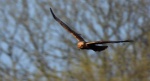 Błotniak stawowy (Circus aeruginosus)