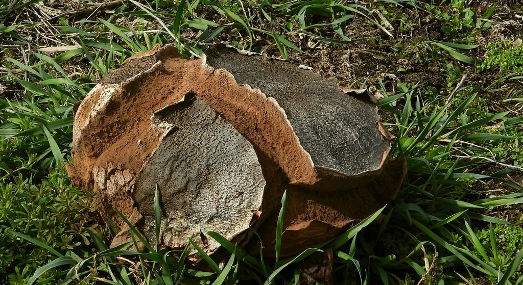 Czasznica olbrzymia, purchawica olbrzymia (Calvatia gigantea)