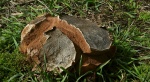 Czasznica olbrzymia, purchawica olbrzymia (Calvatia gigantea)