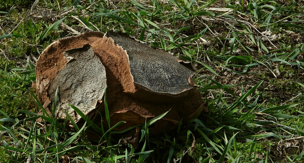 Czasznica olbrzymia, purchawica olbrzymia (Calvatia gigantea)