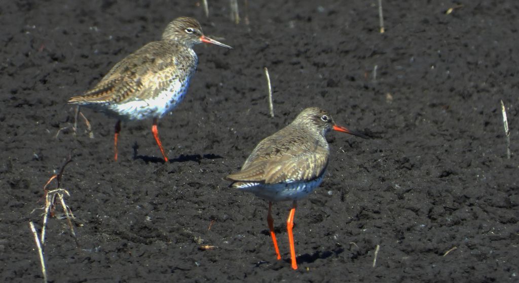 Krwawodziób, brodziec krwawodzioby (Tringa totanus)