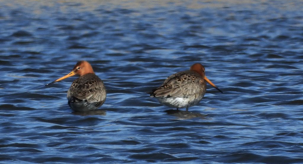 Rycyk, szlamik rycyk, szlamnik rycyk (Limosa limosa)