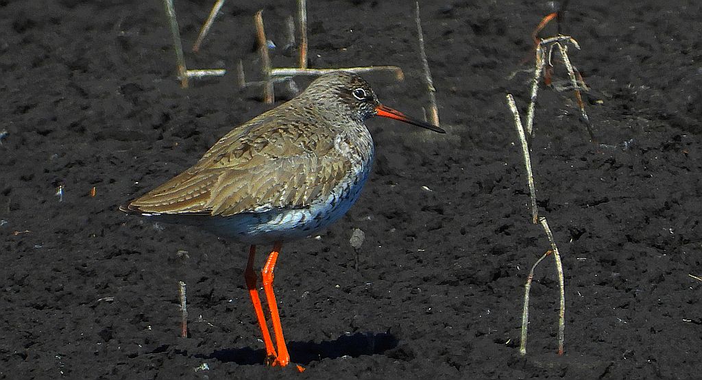 Krwawodziób, brodziec krwawodzioby (Tringa totanus)