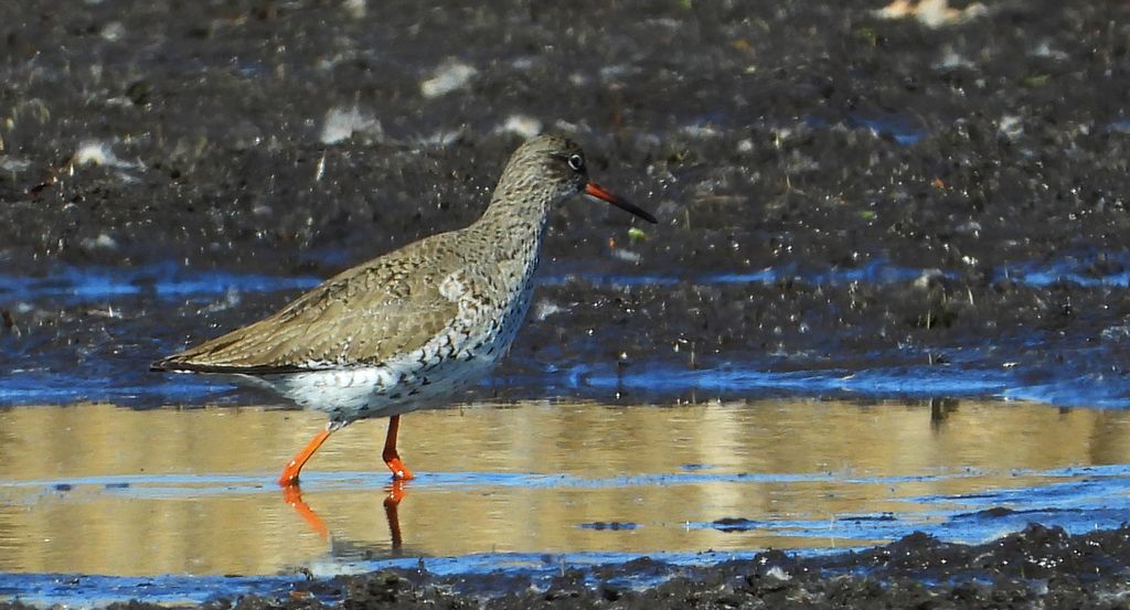 Krwawodziób, brodziec krwawodzioby (Tringa totanus)