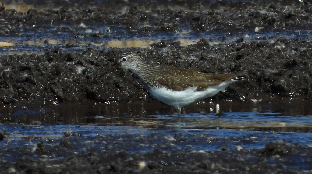 Łęczak, brodziec leśny, trawnik (Tringa glareola)