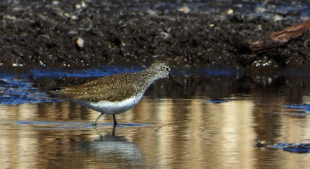 Łęczak, brodziec leśny, trawnik (Tringa glareola)