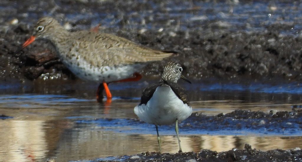 Krwawodziób, brodziec krwawodzioby (Tringa totanus) i łęczak, brodziec leśny, trawnik (Tringa glareola)