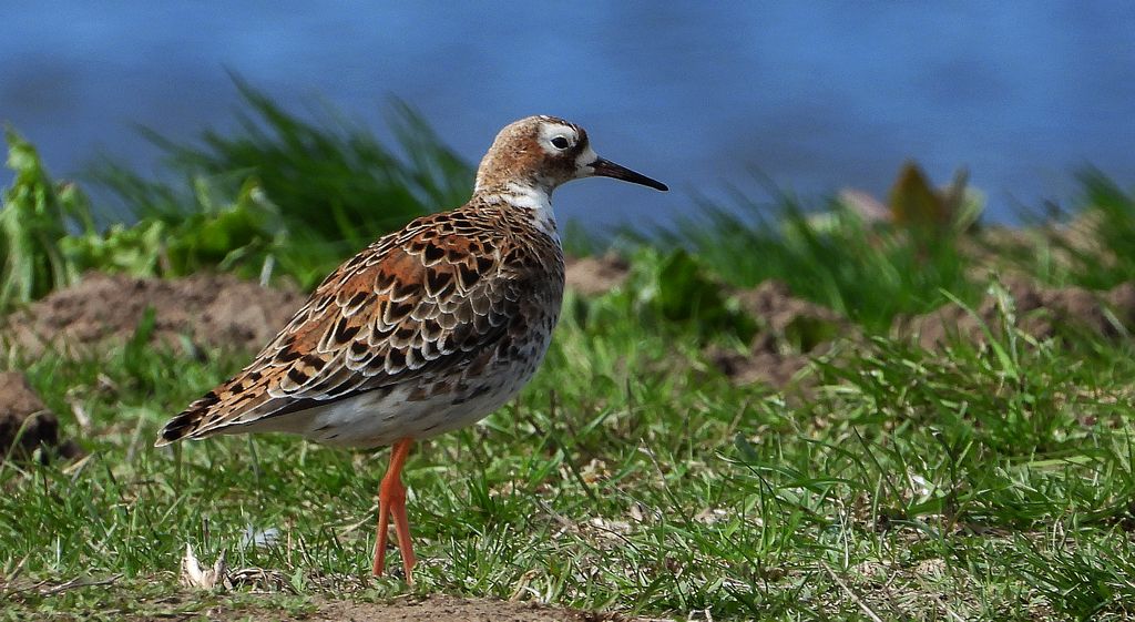 Batalion, bojownik batalion, bojownik zmienny, biegus bojownik, bojownik odmienny (Calidris pugnax)