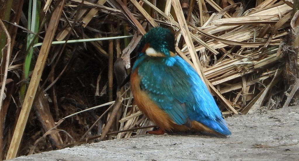 Zimorodek zwyczajny, zimorodek (Alcedo atthis)