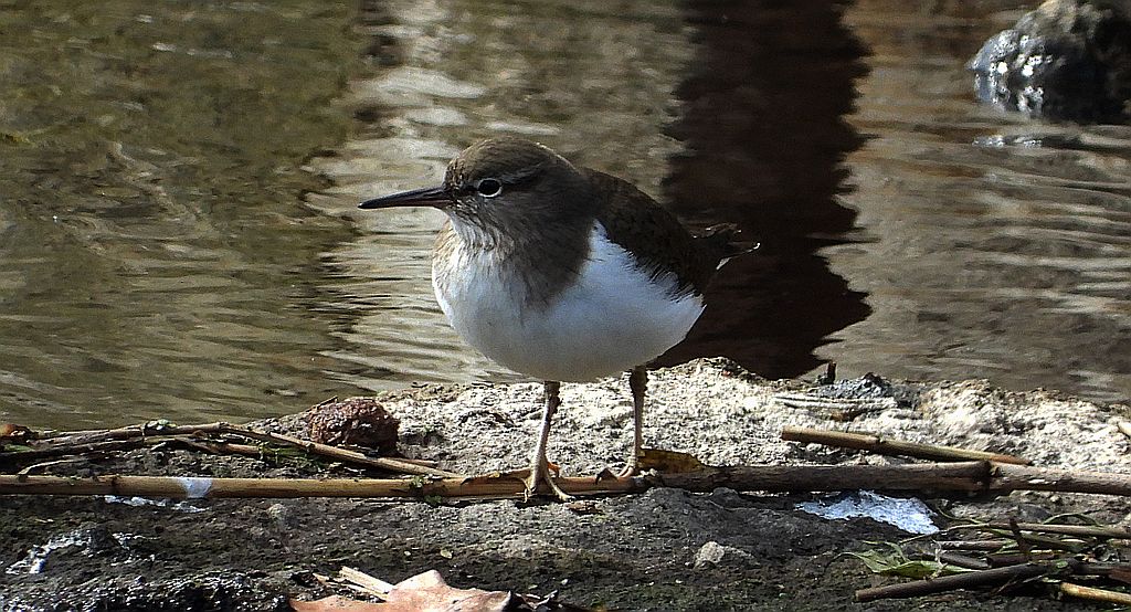 Brodziec piskliwy, brodziec krzykliwy, kuliczek piskliwy, piskliwiec (Actitis hypoleucos)
