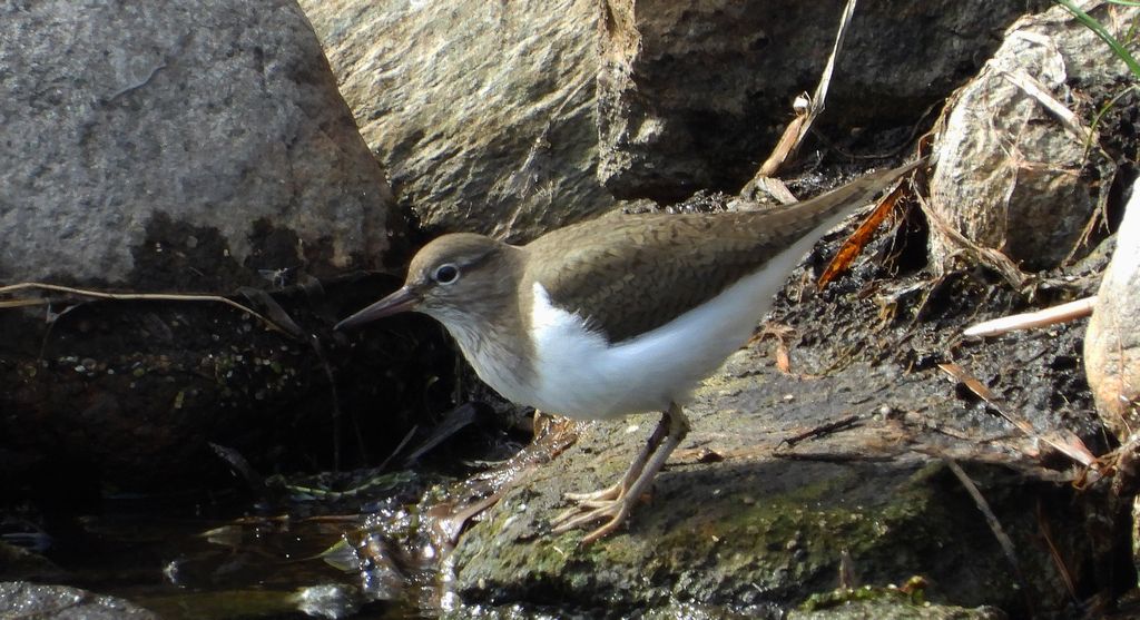Brodziec piskliwy, brodziec krzykliwy, kuliczek piskliwy, piskliwiec (Actitis hypoleucos)