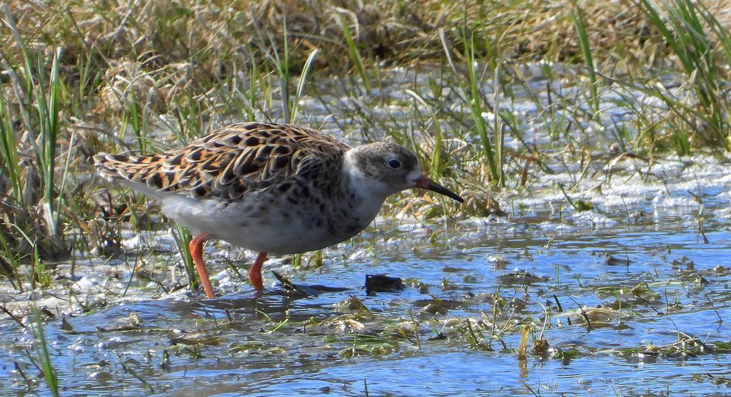 Batalion, bojownik batalion, bojownik zmienny, biegus bojownik, bojownik odmienny (Calidris pugnax)