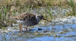 Batalion, bojownik batalion, bojownik zmienny, biegus bojownik, bojownik odmienny (Calidris pugnax)