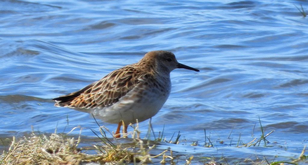 Batalion, bojownik batalion, bojownik zmienny, biegus bojownik, bojownik odmienny (Calidris pugnax)