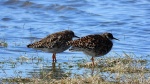 Batalion, bojownik batalion, bojownik zmienny, biegus bojownik, bojownik odmienny (Calidris pugnax)