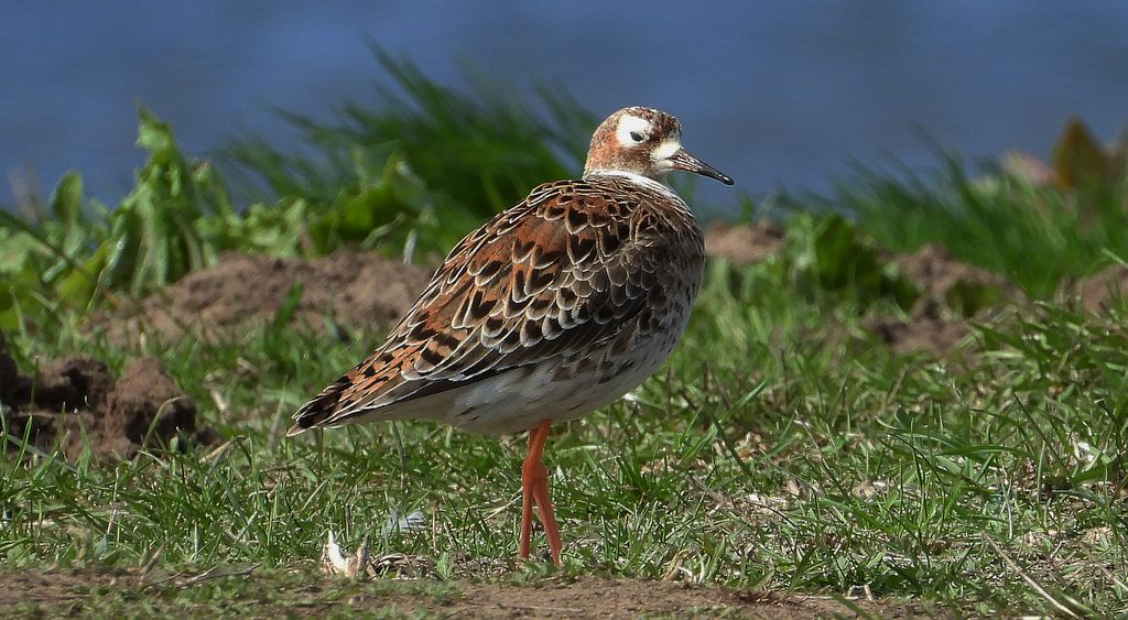 Batalion, bojownik batalion, bojownik zmienny, biegus bojownik, bojownik odmienny (Calidris pugnax)