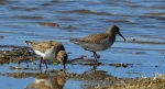 Biegus zmienny (Calidris alpina)