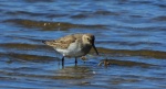Biegus zmienny (Calidris alpina)