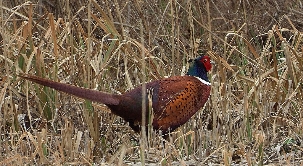 Bażant zwyczajny, bażant (Phasianus colchicus)
